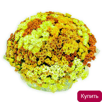 Букет 101 хризантема